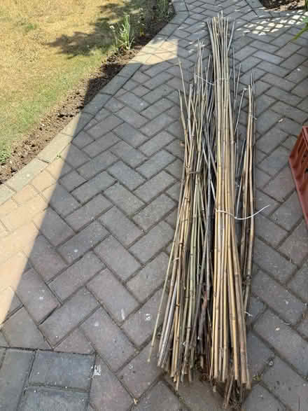 Photo of free Bamboo Canes (Waterthorpe, S20) #1