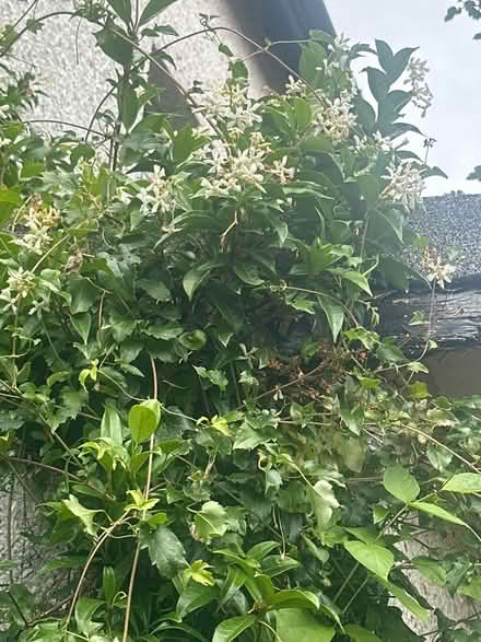 Photo of free Trachelospernum (Heysham LA3) #2