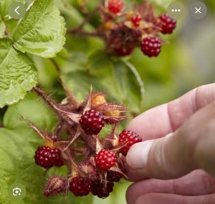 Photo of free Japanese wine berry plant (Heysham LA3) #1