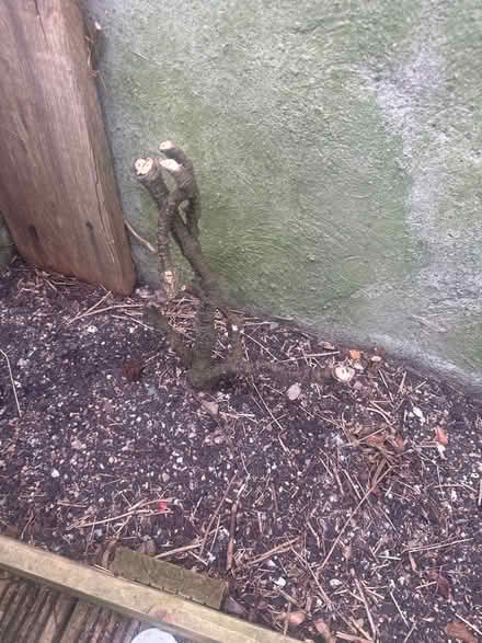 Photo of free Trachelospernum (Heysham LA3) #1