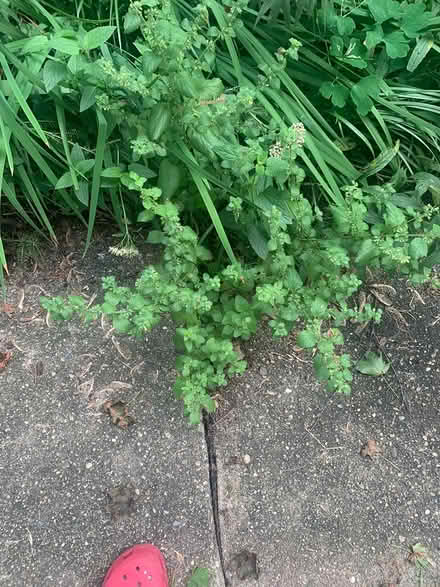 Photo of free Perennial (Elm st Greenfield MA) #1