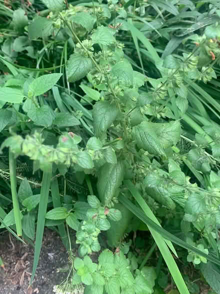 Photo of free Perennial (Elm st Greenfield MA) #2