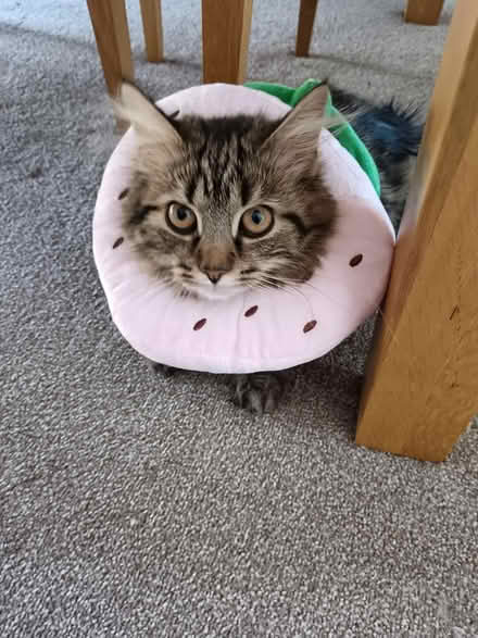 Photo of free Kitten donut collar (Toddington LU5) #3