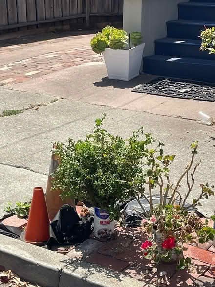 Photo of free Mint clippings & rooted geraniums (Oakland) #1