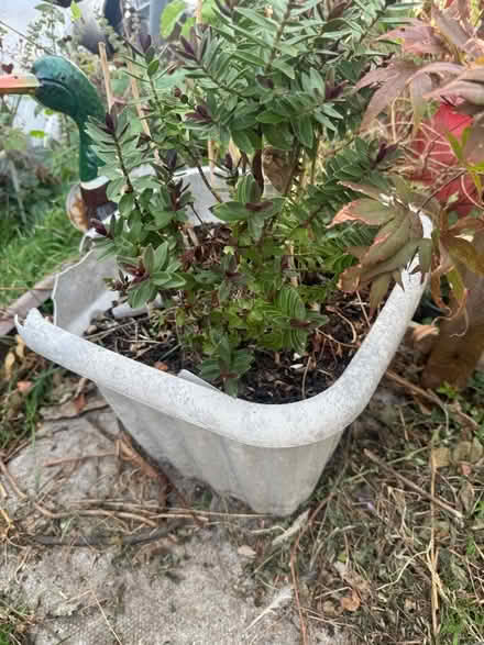Photo of free Selection of large planters with plants and some bulbs un (Kensington L7) #3
