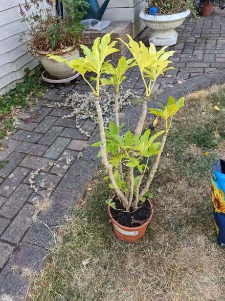 Photo of free Fatsia Japonica Shrub (Hazlemere HP15) #1