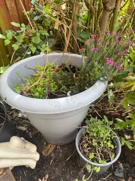 Photo of free Selection of large planters with plants and some bulbs un (Kensington L7) #4