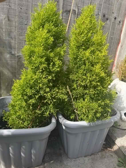 Photo of free Selection of large planters with plants and some bulbs un (Kensington L7) #1