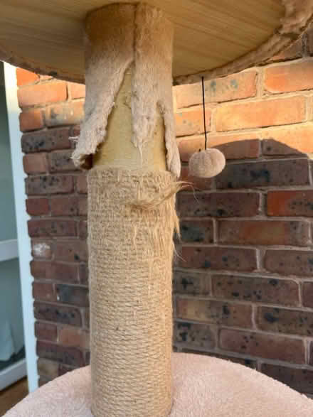 Photo of free Cat tree 165cm tall (Sw11) #3