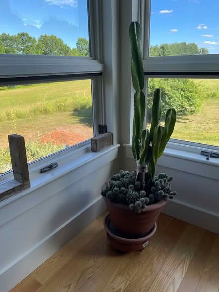 Photo of free Cactus in large pot (Near E'ton River Valley Coop) #1