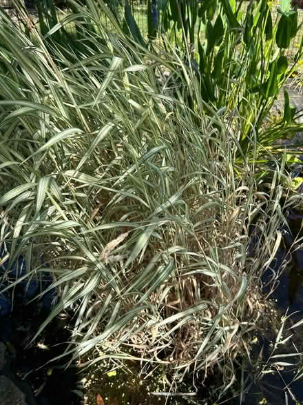 Photo of free Pond grass (Trinity BA11) #2