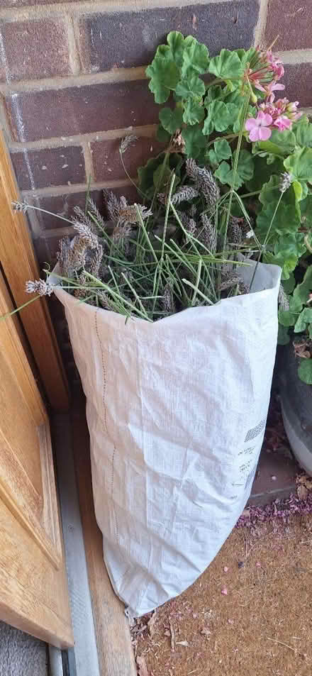 Photo of free Drying lavender (South Green CM11) #1