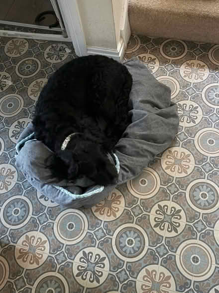 Photo of free Small Dog Bed (Bamber Bridge PR5) #3