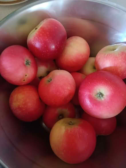 Photo of free Windfall apples-Discovery-most pest marked, damaged, bruised (Westbury Fields BS9) #1