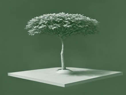 Photo of Established Fig Tree for small courtyard (St Albans AL1) #1