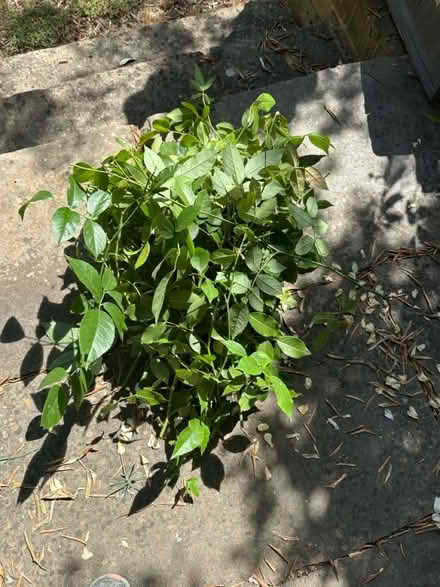 Photo of free Iceberg Rose Cuttings (Holland Park W11) #1