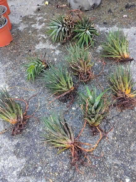 Photo of free Hawworthia (Oakdale, Poole BH15) #2
