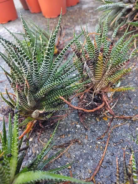 Photo of free Hawworthia (Oakdale, Poole BH15) #1