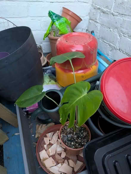 Photo of free Houseplants with thripes (Heaton NE6) #2