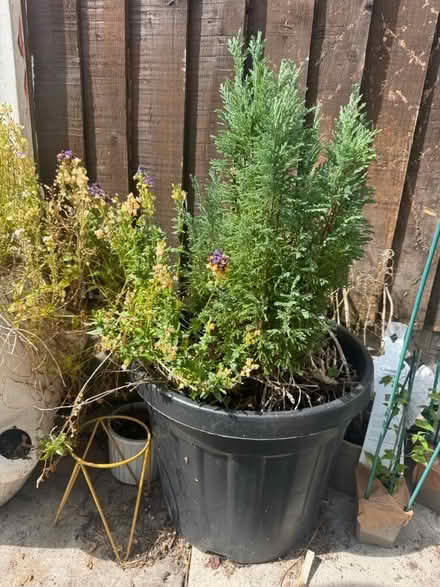 Photo of free Selection of large planters with plants and some bulbs un (Kensington L7) #2