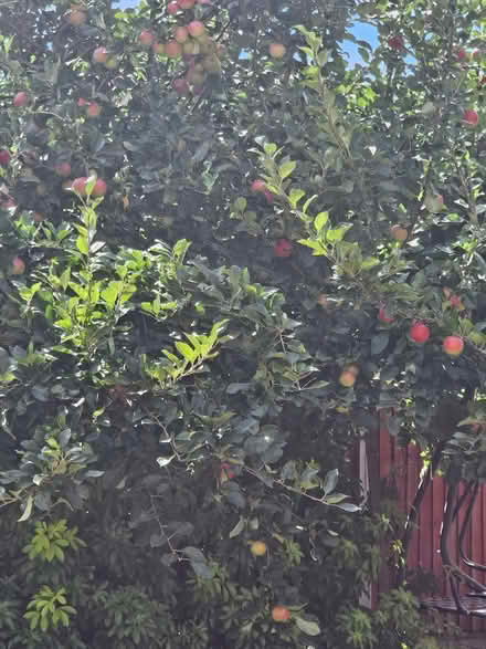 Photo of free Apples (Chellaston DE73) #1