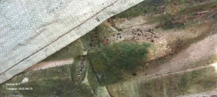 Photo of free Stack of used kiln bricks (Tunbridge Wells - Dunorlan TN2) #2