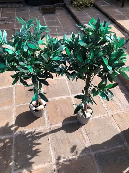 Photo of free 2 artificial plants (Bedworth CV12) #1
