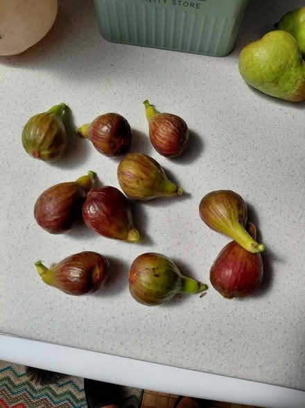 Photo of free Ready to eat Figs (Harwell, Didcot. OX11) #1