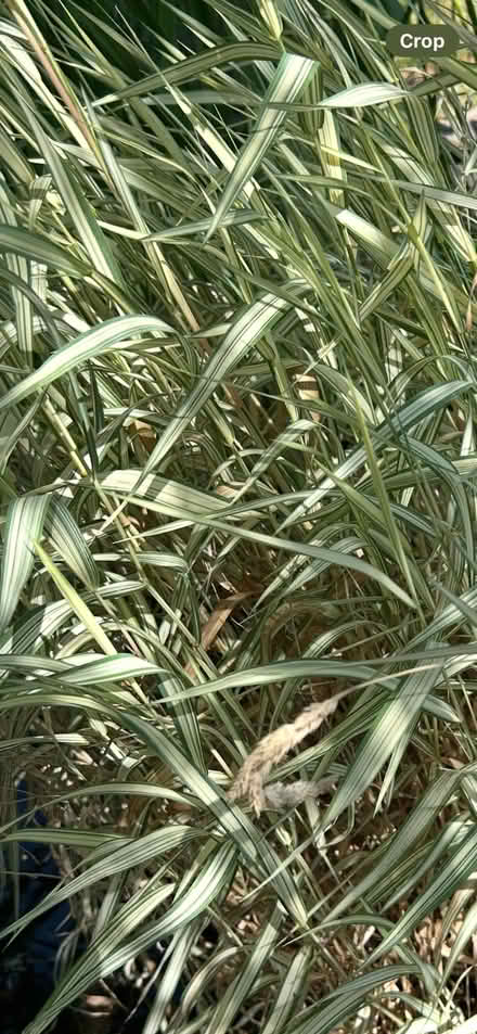Photo of free Pond grass (Trinity BA11) #1