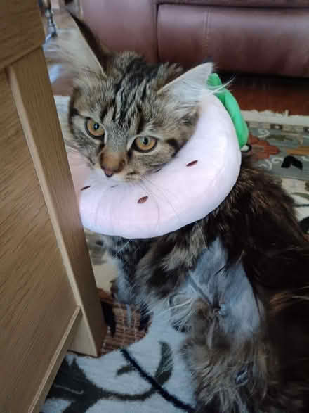 Photo of free Kitten donut collar (Toddington LU5) #2