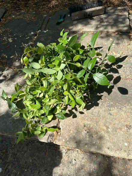 Photo of free Iceberg Rose Cuttings (Holland Park W11) #2