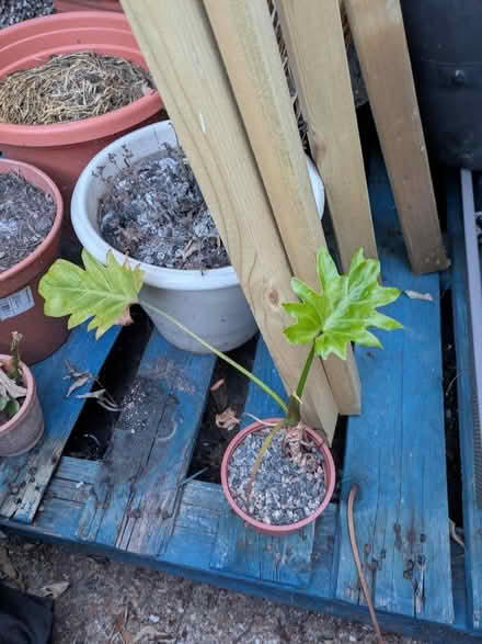 Photo of free Houseplants with thripes (Heaton NE6) #1
