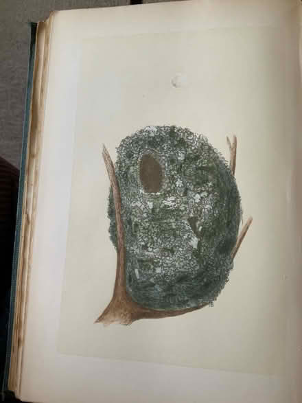 Photo of free Morris’ Nests and Eggs of British Birds (Thanington CT1) #2