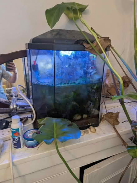 Photo of free Fish tank with nerite snails (North Reddish SK5) #1