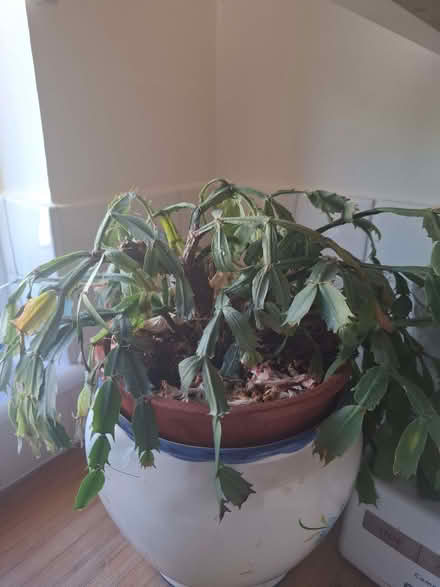 Photo of free Christmas Cactus (Cogges OX28) #1