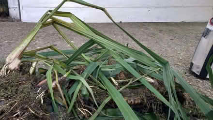 Photo of free Flag irises (Shortlands BR2) #1