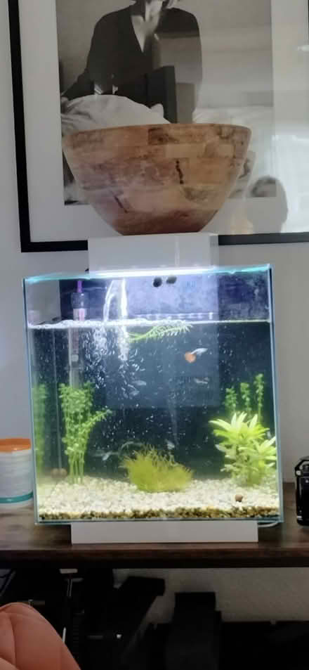 Photo of free Fish tank (SW17 0EG) #1