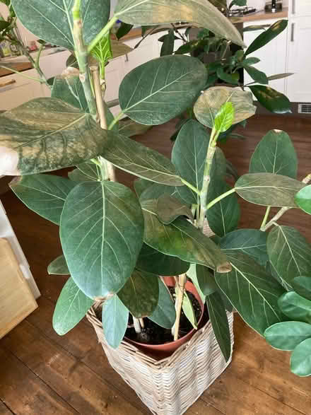 Photo of free Plants (Wormit DD6) #3