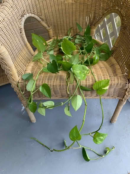 Photo of free Pathos cuttings (Port Credit) #1