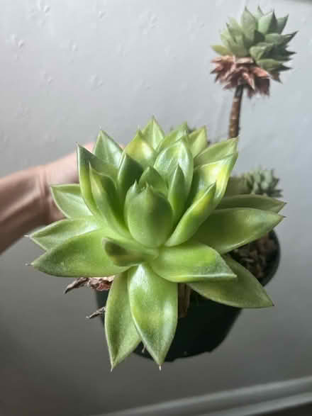Photo of free Succulent Plant (Richmond Hill TW10) #3
