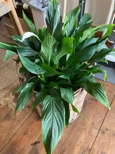 Photo of free Plants (Wormit DD6) #2