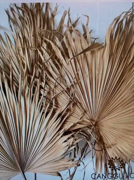 Photo of Dried palm leaves (Probus TR2) #3