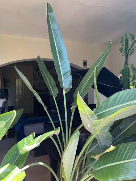 Photo of free Bird of Paradise plants - divisions of mature plant (Walton Manor OX2) #1