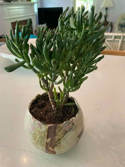 Photo of free Succulent Plant (Plainfield near So. Plainfield) #1