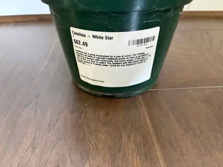Photo of free plant (Katy near Buc-ee’s) #2