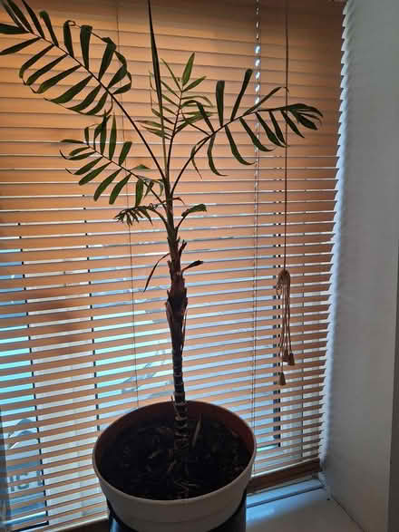 Photo of free Indoor Plants (Worcester WR5) #1