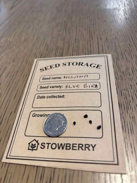 Photo of free flower seeds (Oswestry SY11) #3