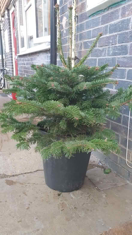 Photo of free Potted Christmas tree (Neithrop OX16) #1