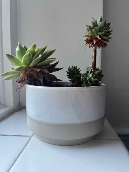 Photo of free Succulent Plant (Richmond Hill TW10) #1