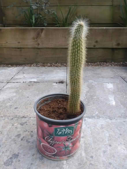 Photo of free Cactus (Wendover HP22) #1